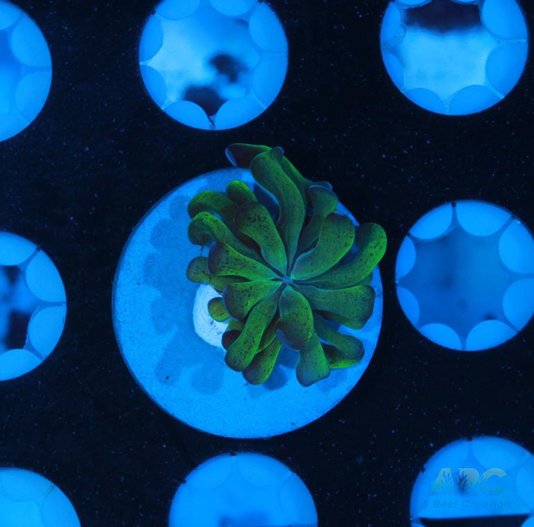 ARC Neon Frammer #10