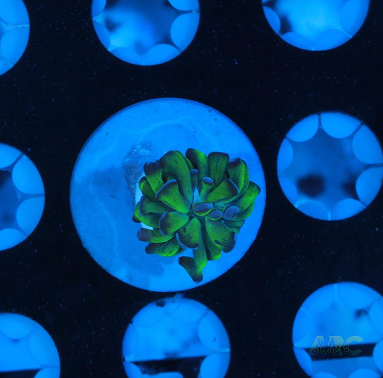 ARC Neon Frammer #11