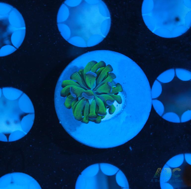 ARC Neon Frammer #12