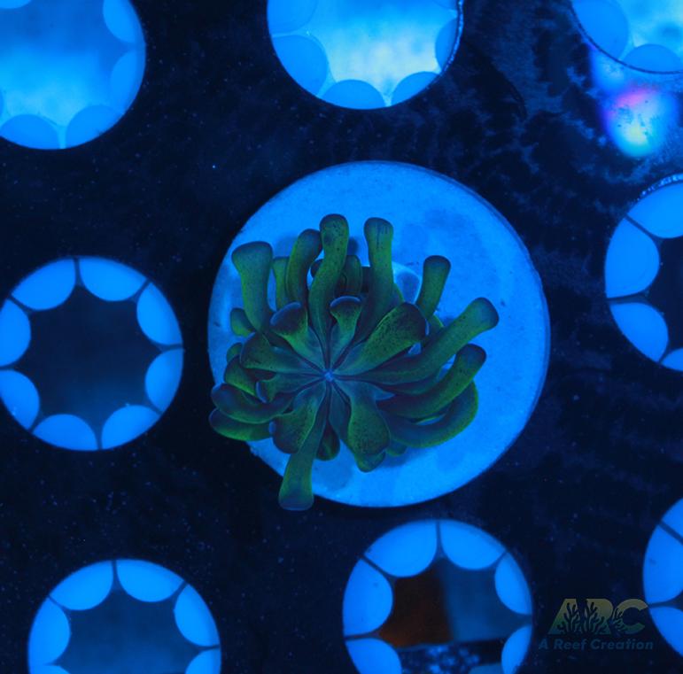 ARC Neon Frammer #13