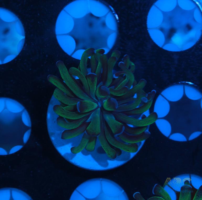 ARC Neon Frammer #14