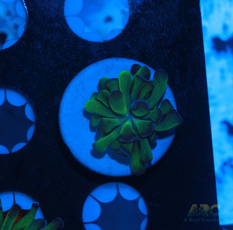 ARC Neon Frammer #15