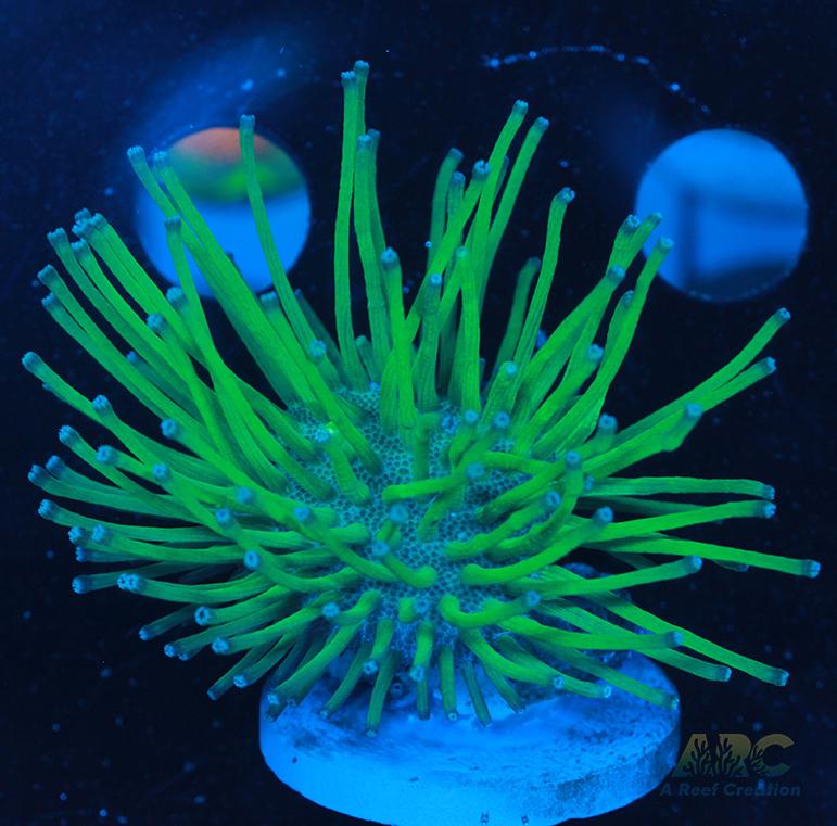 Weeping Willow Toadstool