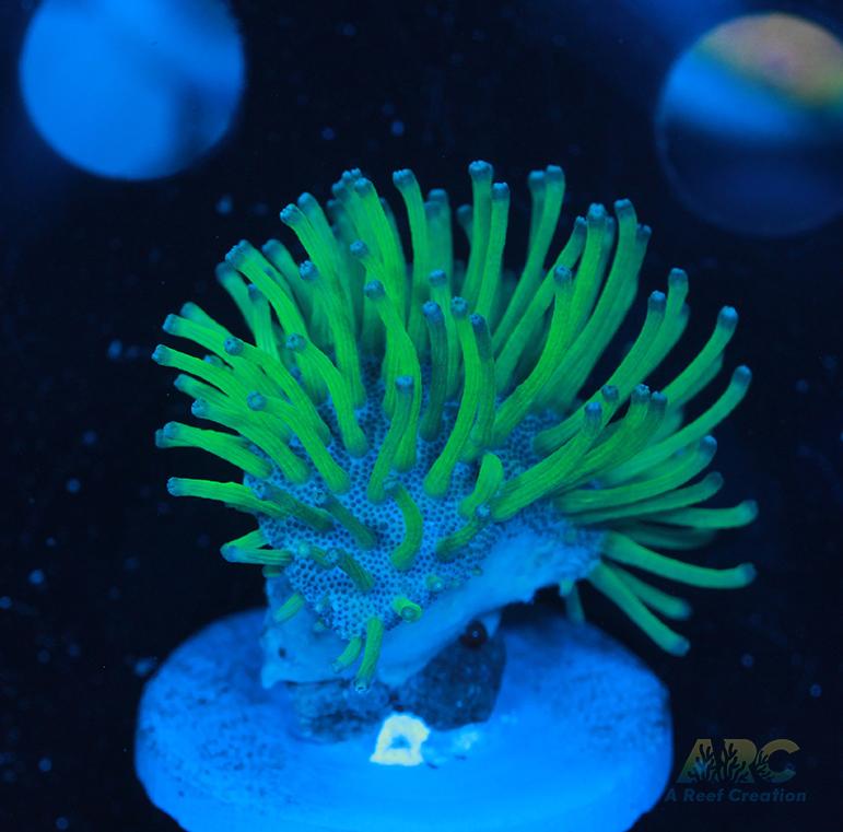 Weeping Willow Toadstool