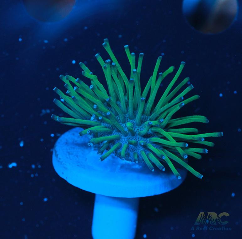 Weeping Willow Toadstool