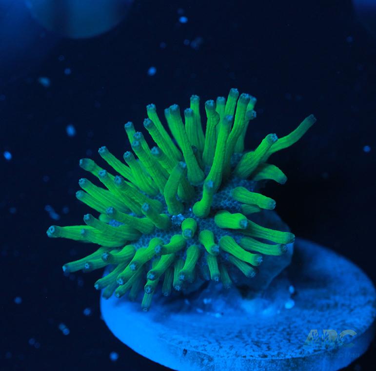 Weeping Willow Toadstool