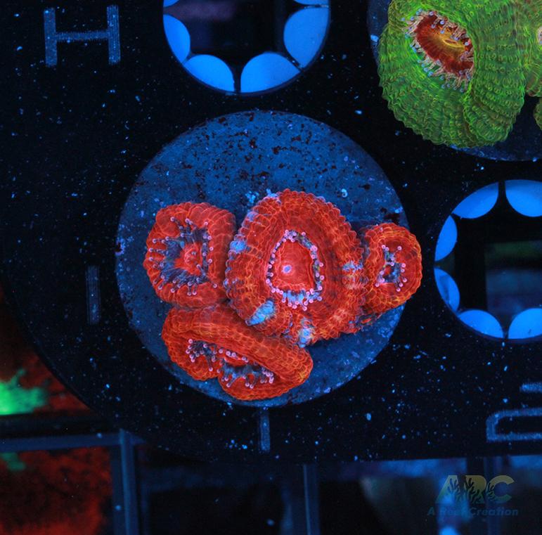 Red Acan