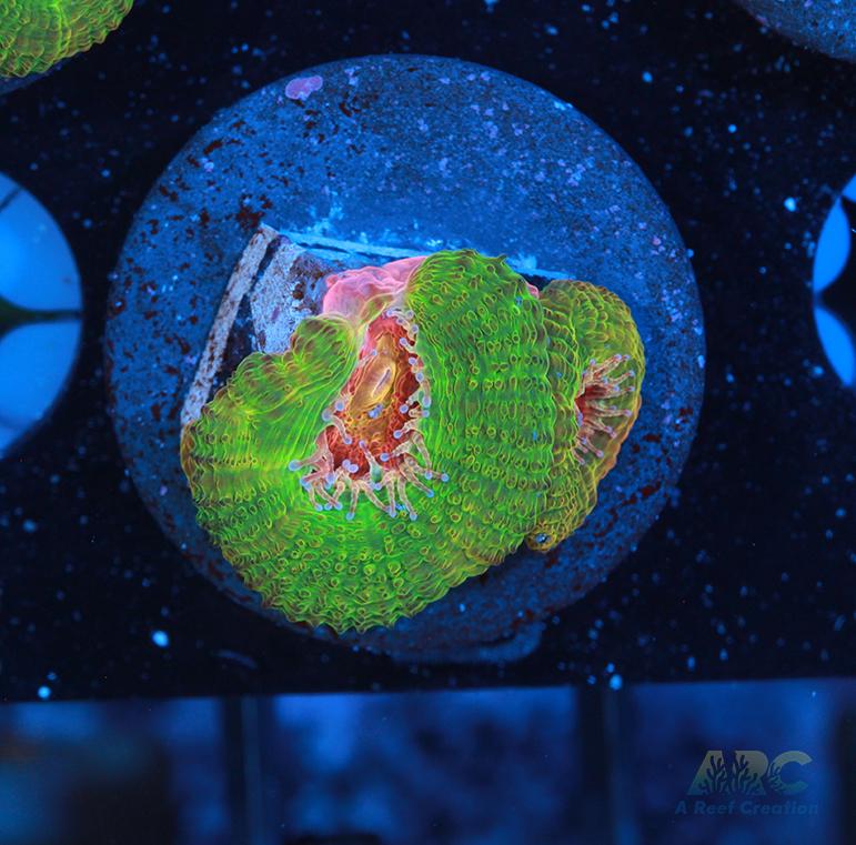 CC Dragon Berries Acan