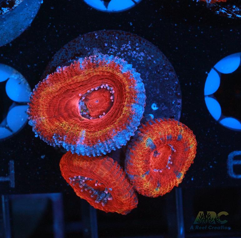 Orange Rainbow Acan
