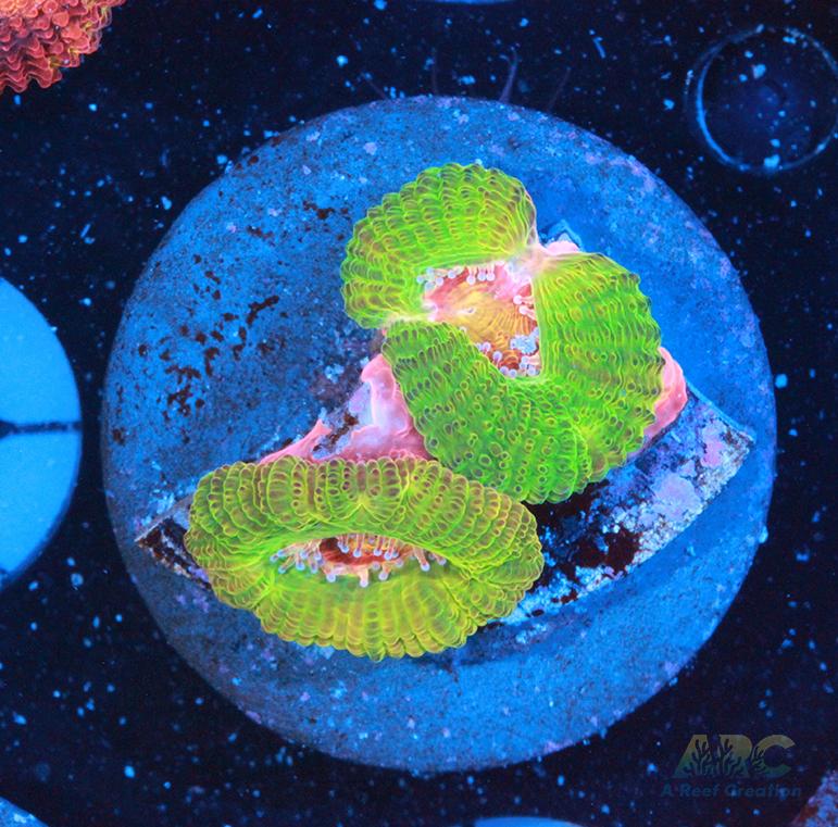 CC Dragon Berries Acan