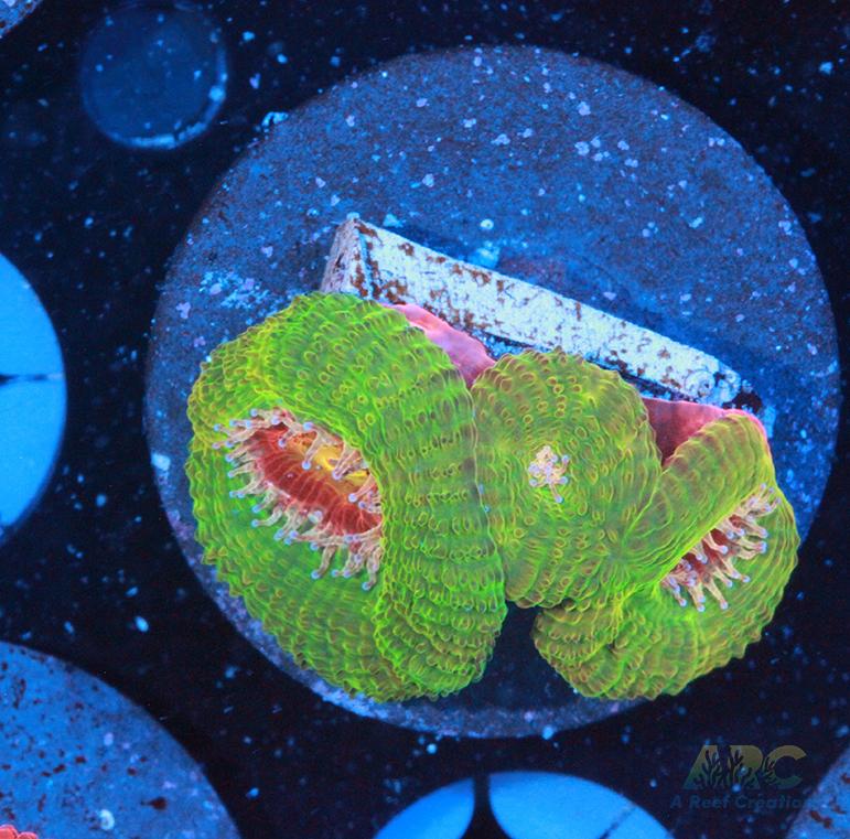 CC Dragon Berries Acan