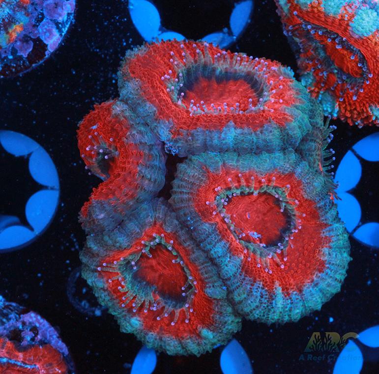 Red and Teal Acan