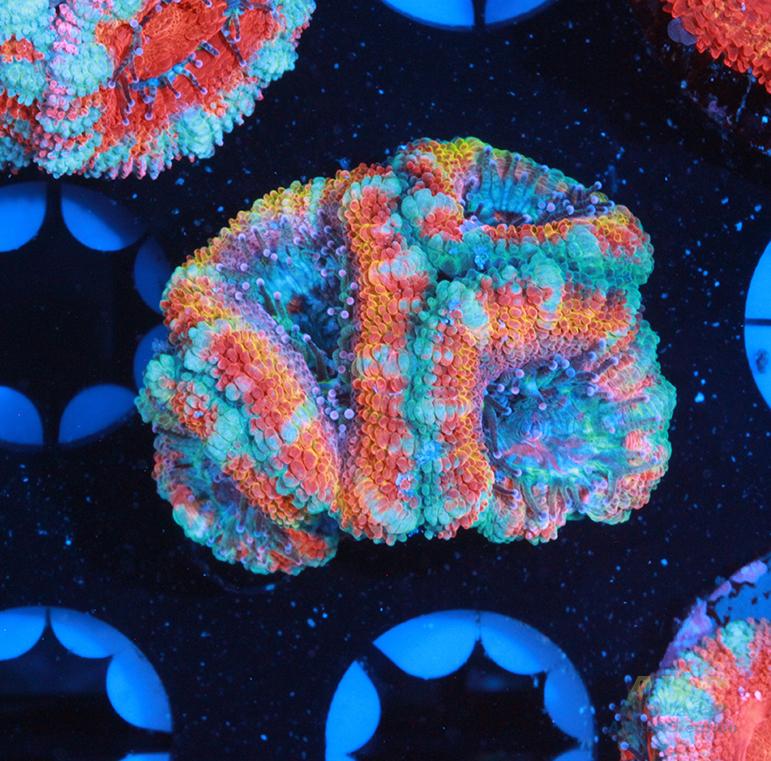 ARC Jolly Rancher Acan