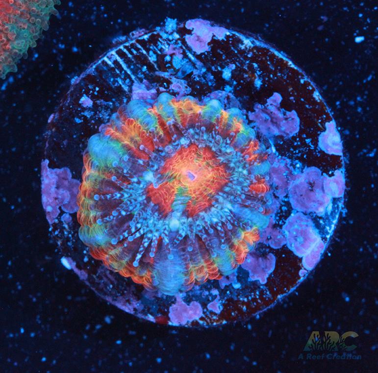 ARC Happy Endings 2.0 Acan