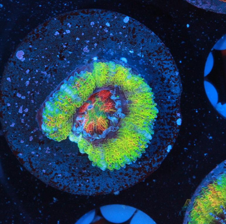 Supreme Reefs Limelight Acan