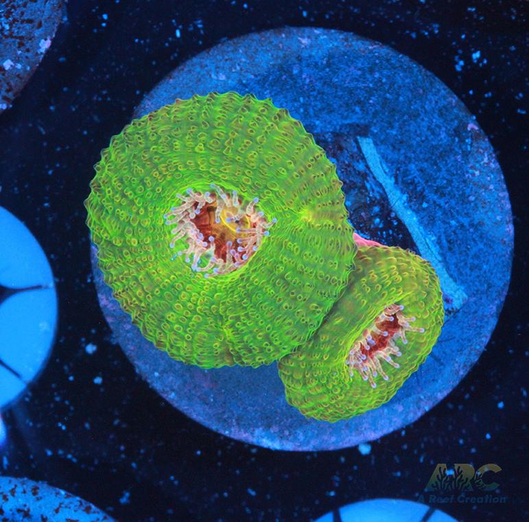 CC Dragon Berries Acan