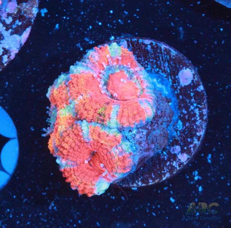 Orange Rainbow Acan