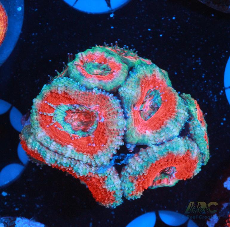 Red and Teal Acan