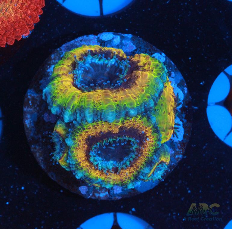 CC Rebbeca's Rastafarian Acan