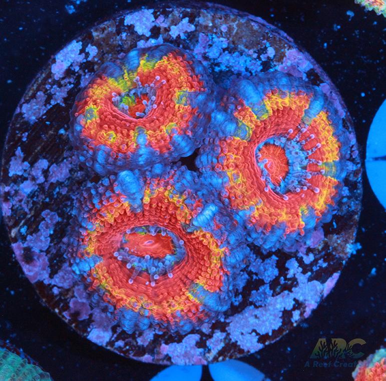 Orange Rainbow Acan