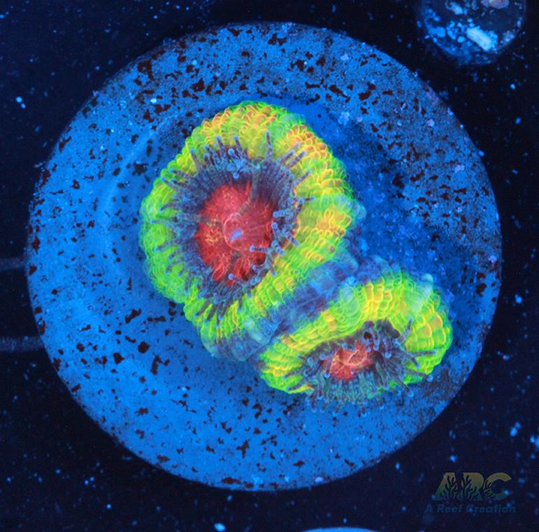 Supreme Reefs Limelight Acan