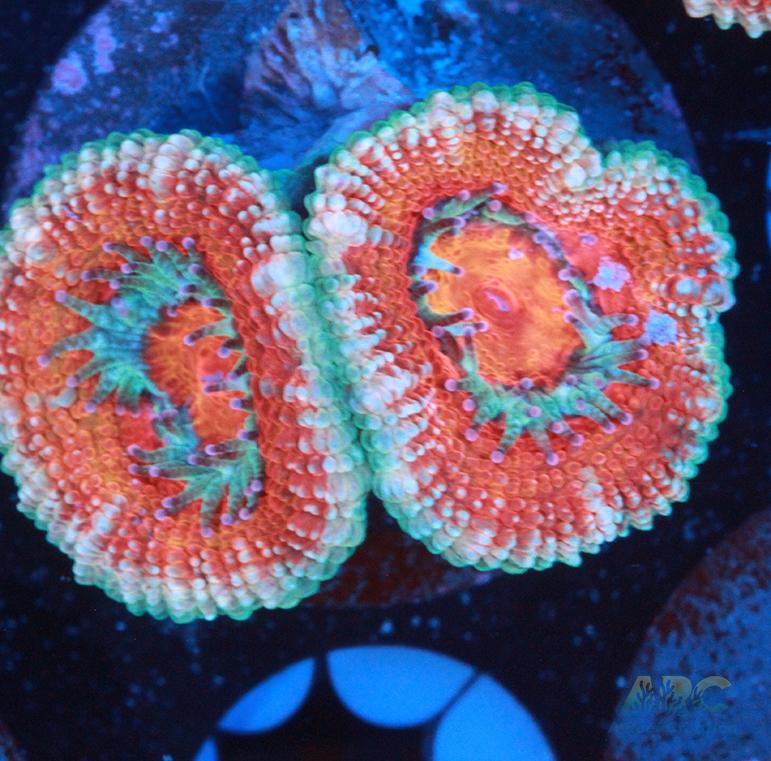 ARC Charmander Acan