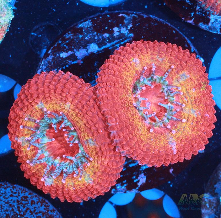 Agent Orange Acan