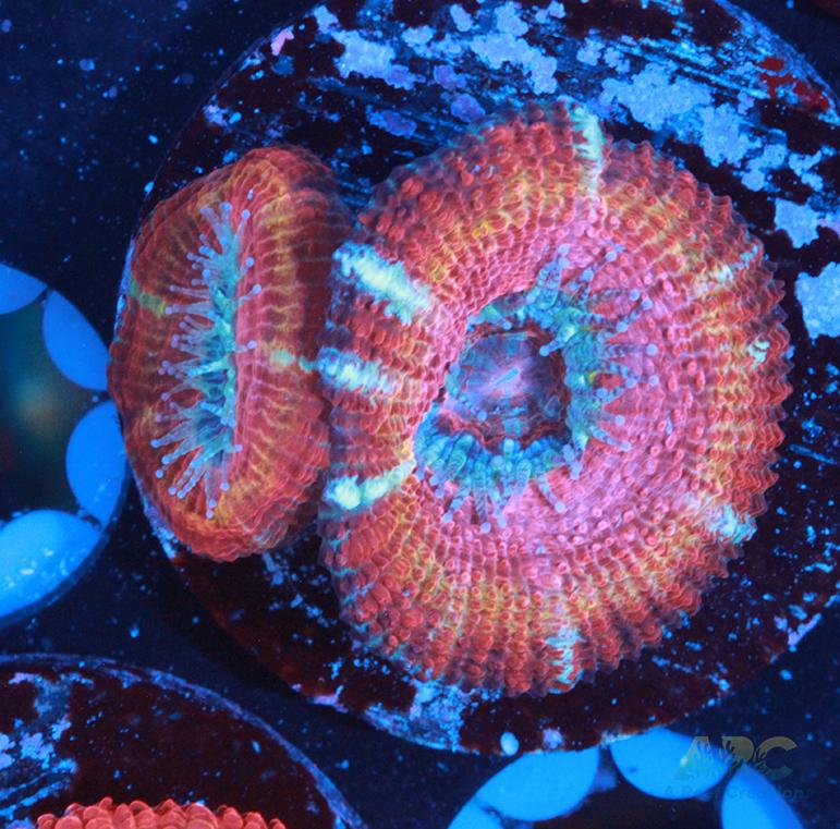 ARC Sour Skittles Acan