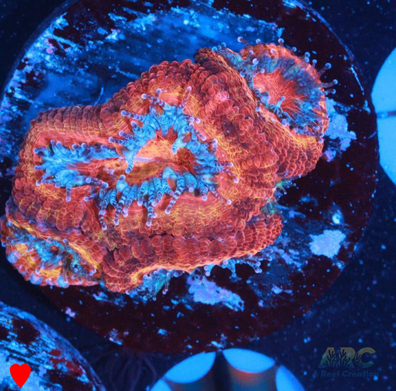 ARC Dragon Ball Acan