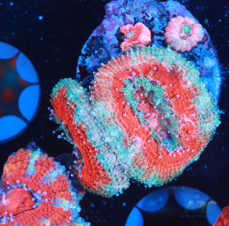 Red and Teal Acan