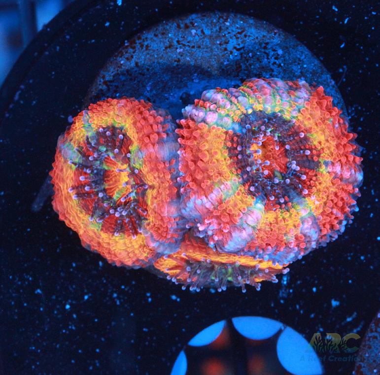 ARC JonnyC's Rainbow Sprinkles Acan