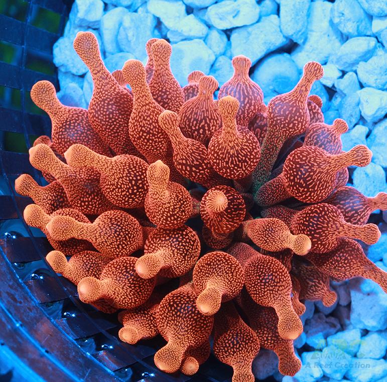 Chicago Sunburst Anemone