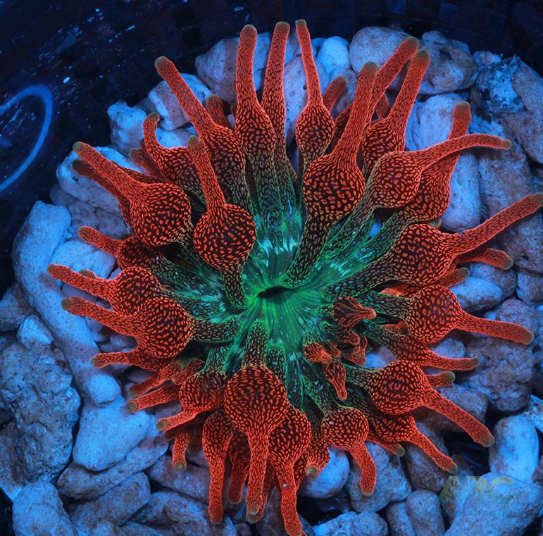 Colorado Sunburst Anemone lineage to Gonzo