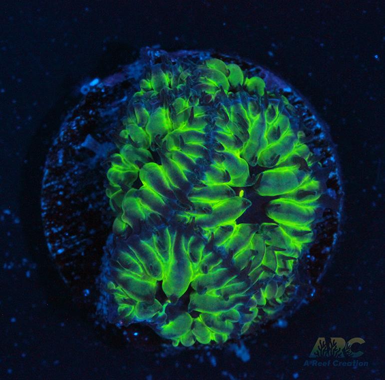 CB PPE Blasto Merletti