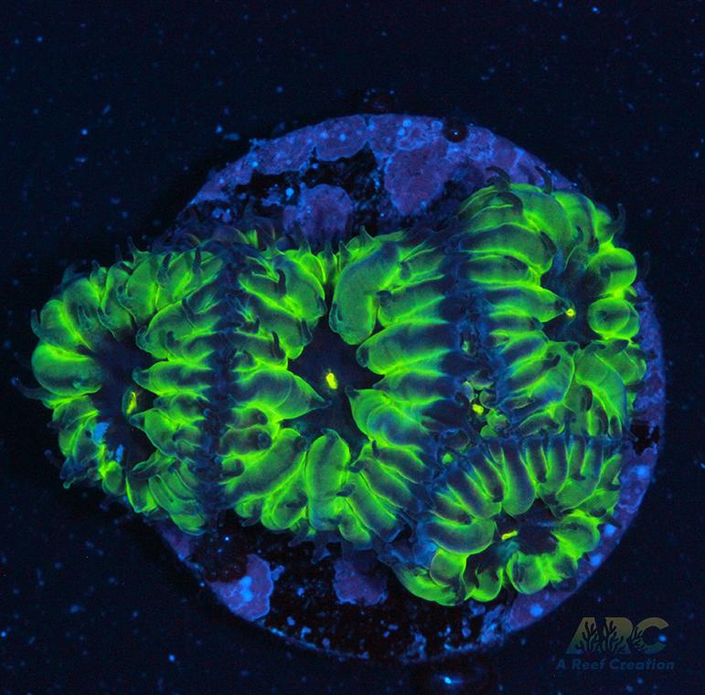 CB PPE Blasto Merletti