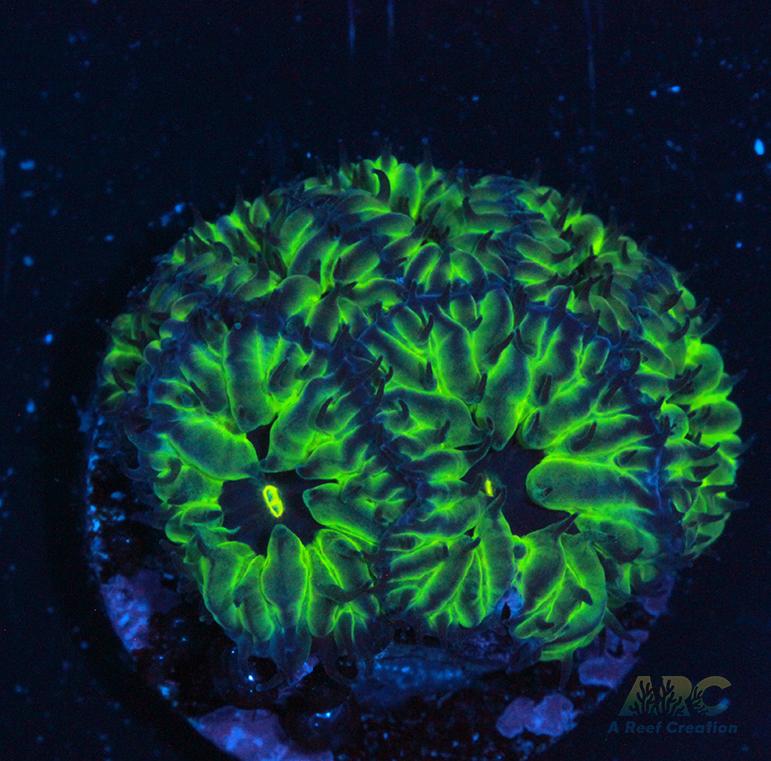 CB PPE Blasto Merletti