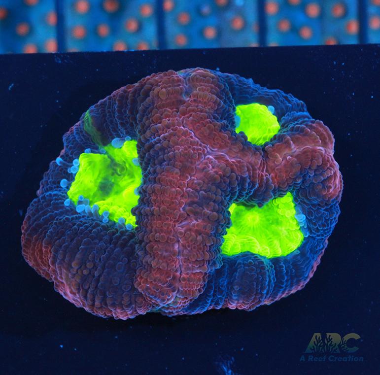 Brent's Dragon Soul Favia