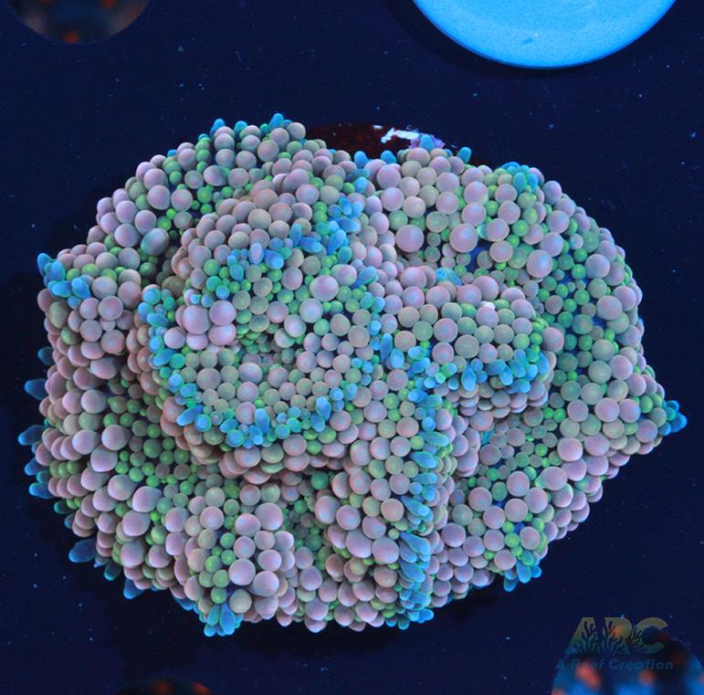 Amazing Ricordea Mushrooms