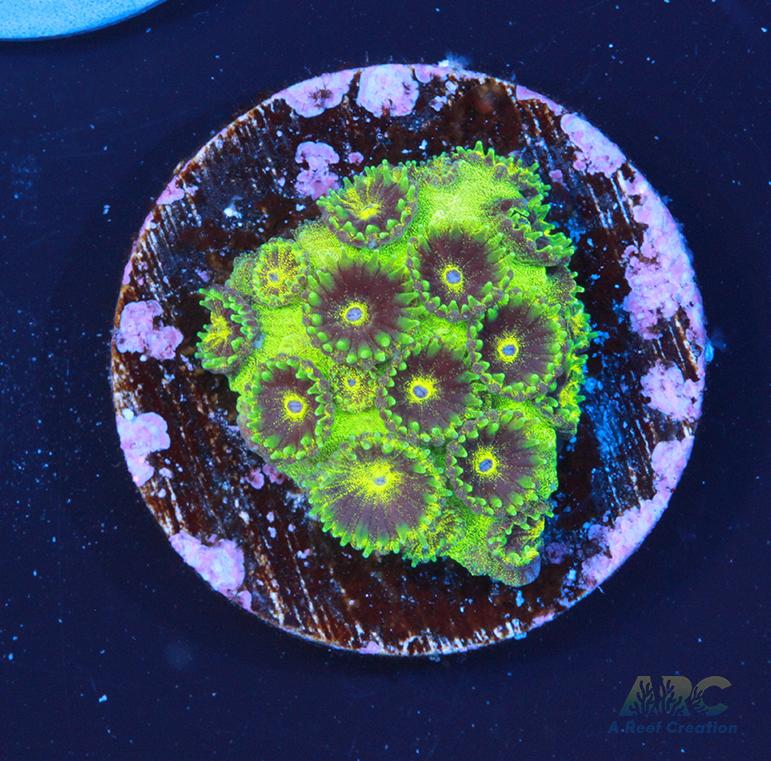 ARC Neon Plesiastrea coral