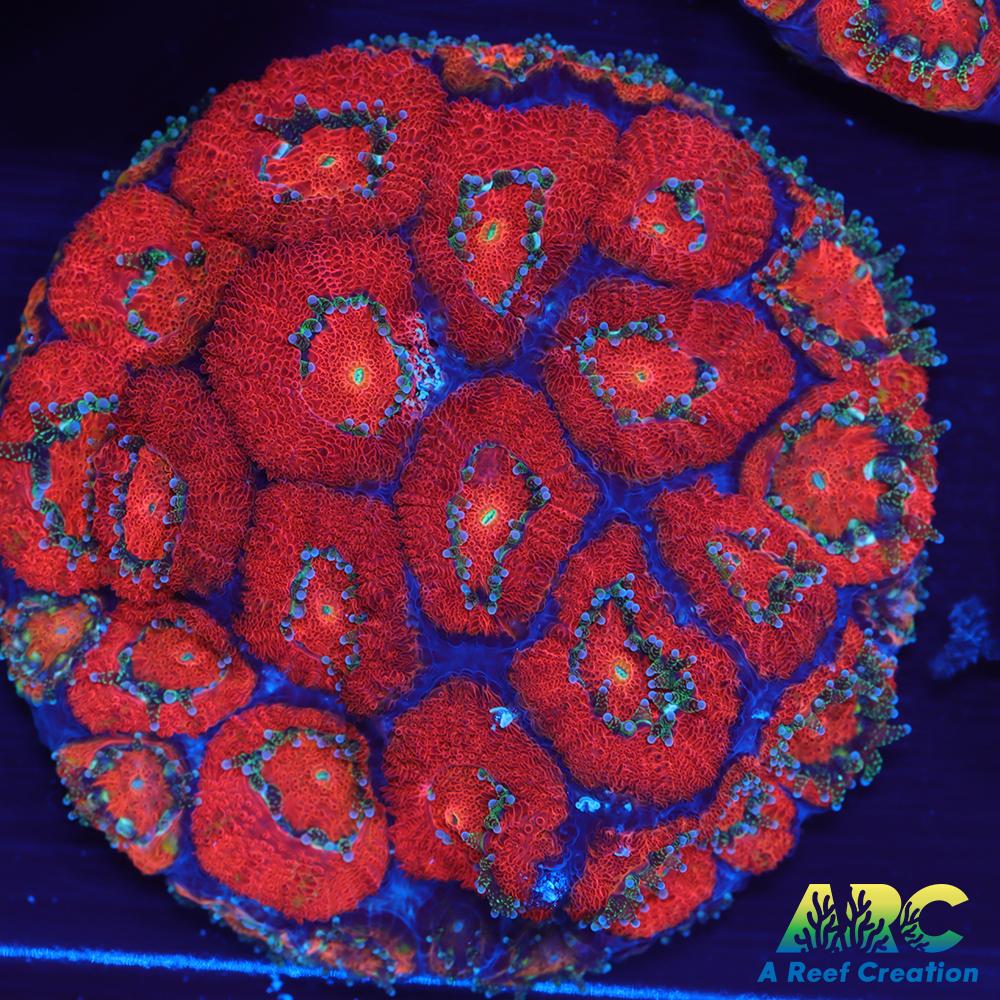 ARC Red Velvet Micromussa