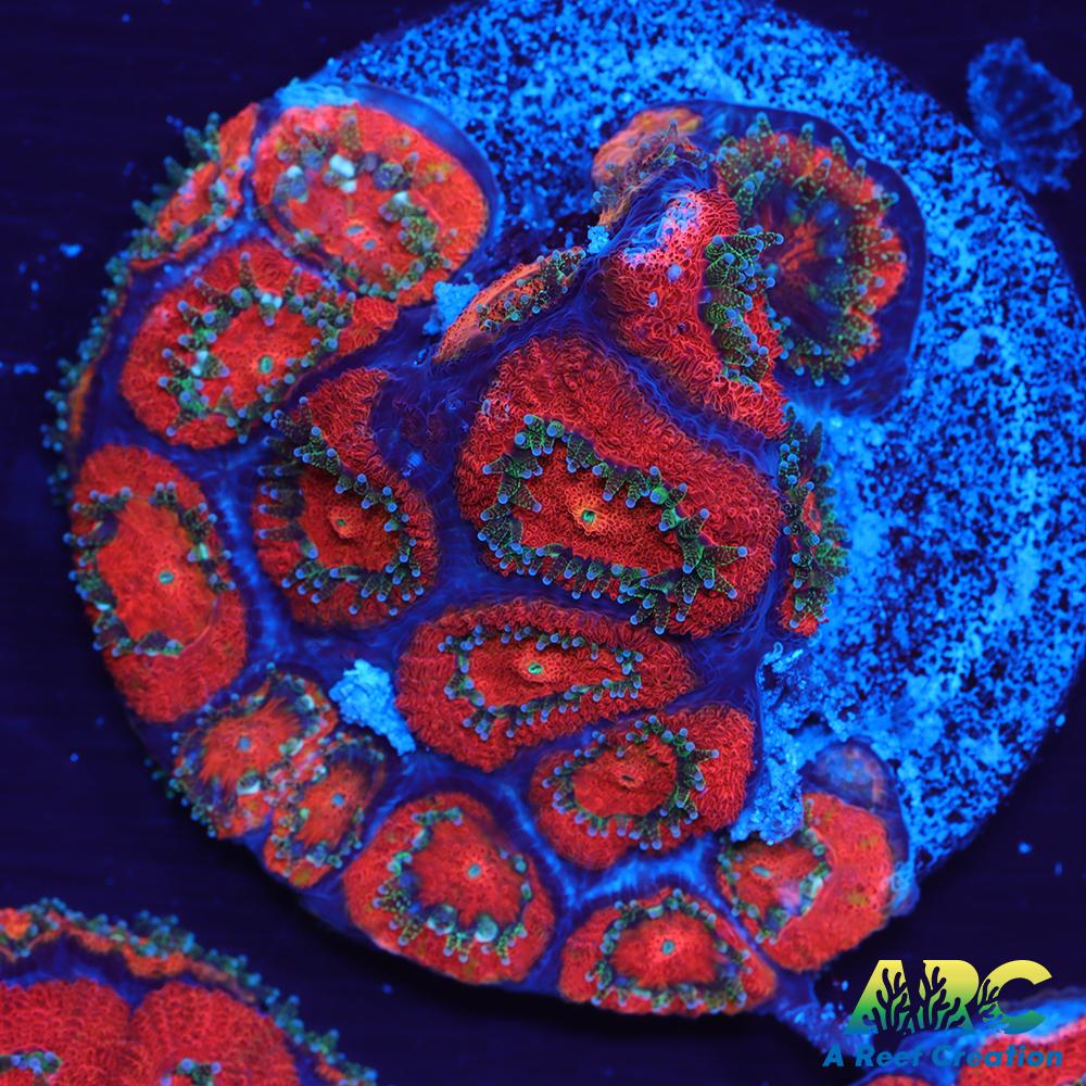 ARC Red Velvet Micromussa