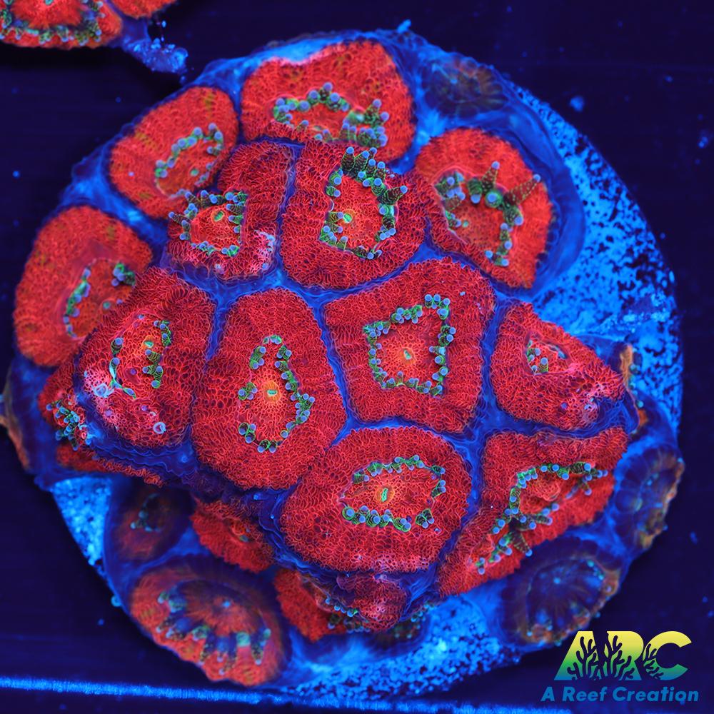 ARC Red Velvet Micromussa