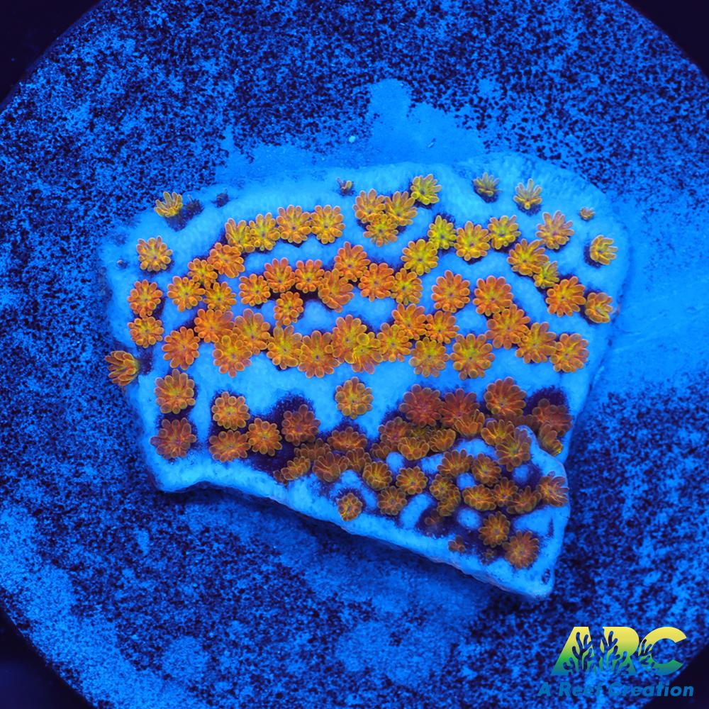 ARC Random Rainbow Monti