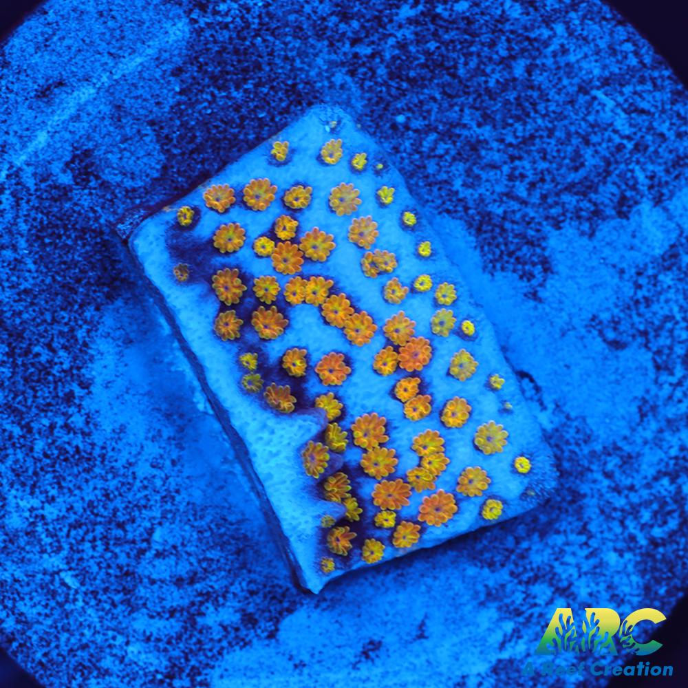 ARC Random Rainbow Monti