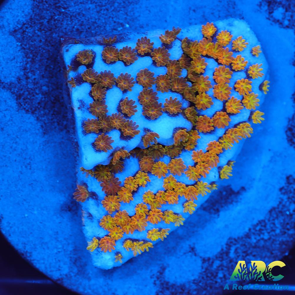 ARC Random Rainbow Monti