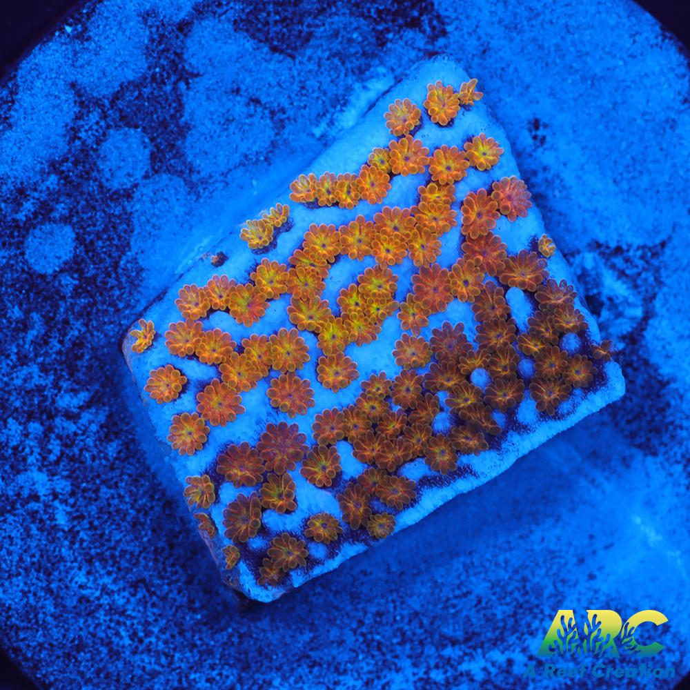 ARC Random Rainbow Monti