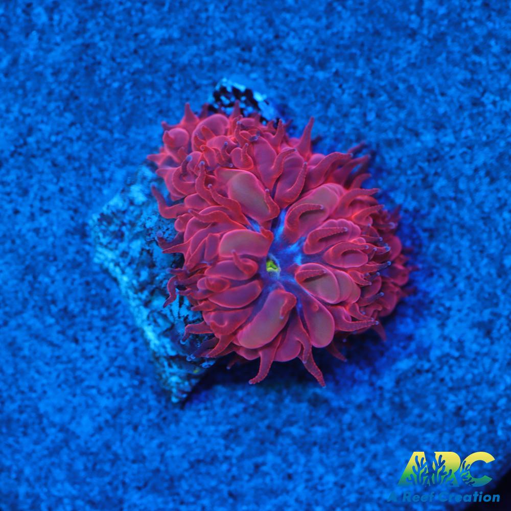 ECC Blue Raven Blasto Merletti