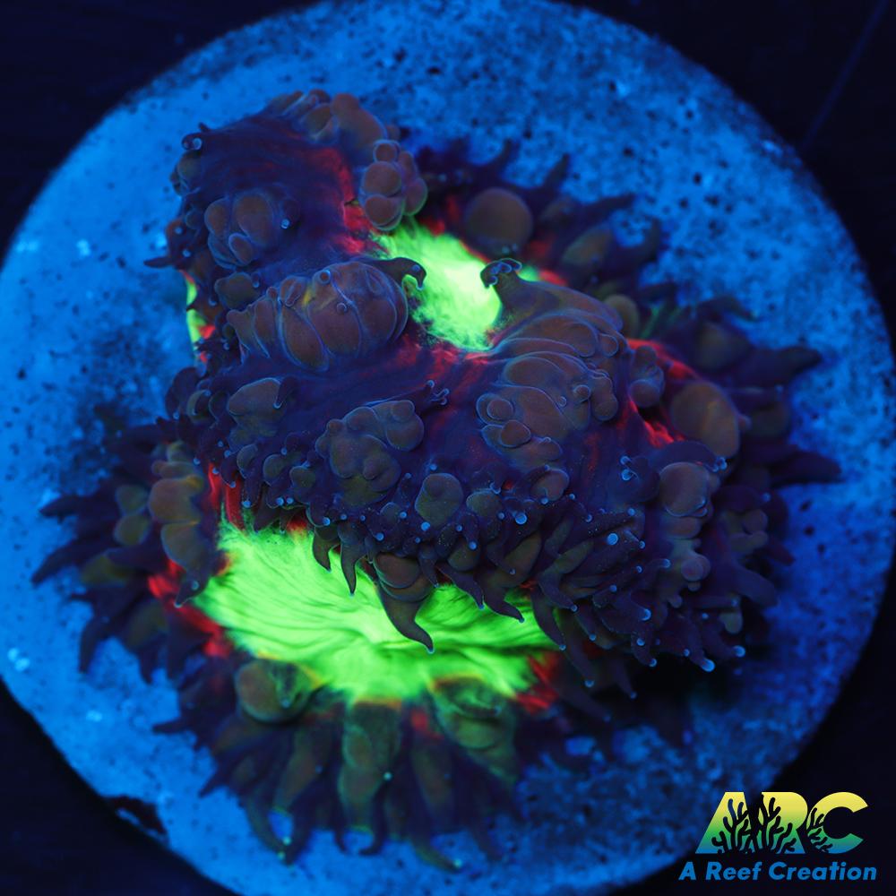 ARC Black Cherry Blasto