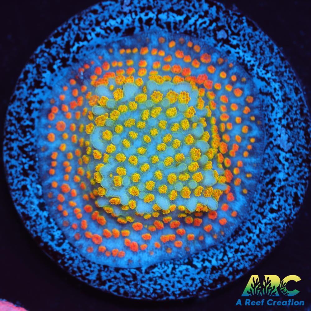 ECC Confused Rainbow Sunset Monti