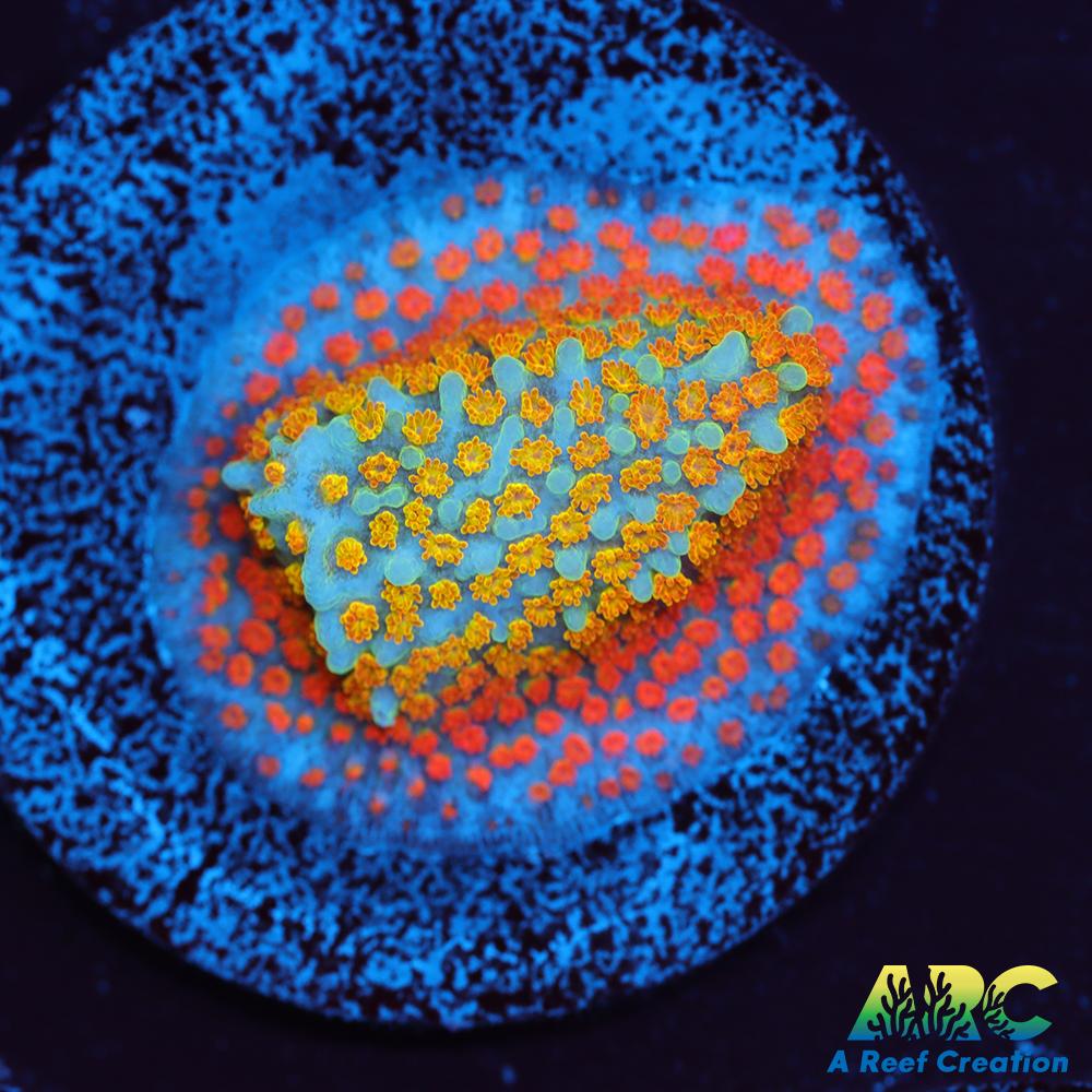 ECC Confused Rainbow Sunset Monti